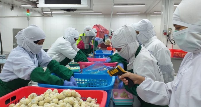 Gaji Gaji pt indowooyang cirebon